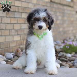 Ace, Mini Bernedoodle Puppy